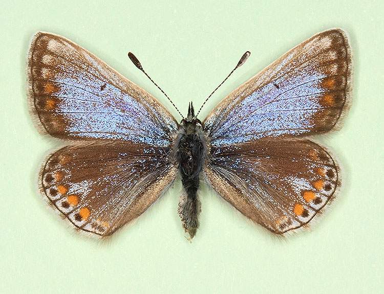 Polyommatus icarus female (aberrant form anticolunata-supra-caerulea) (Internet Image property of respective owner, non-commercial use only)